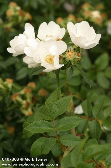 Rosa canina