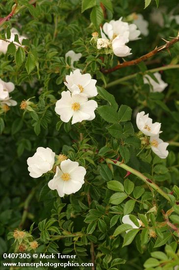 Rosa canina