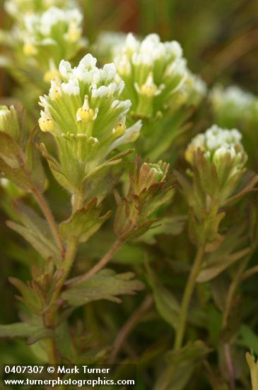 Castilleja ambigua (Orthocarpus castillejoides)
