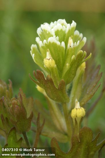 Castilleja ambigua (Orthocarpus castillejoides)