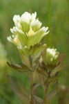 Salt-marsh Paintbrush bracts & blossoms detail