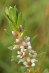 Sea Milkwort blossoms & foliage detail