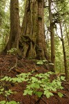 Old-growth Western Red Cedar trunk w/ Huckleberry foliage fgnd