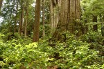 Old-growth Western Red Cedar trunk w/ Salal & Huckleberry foliage fgnd