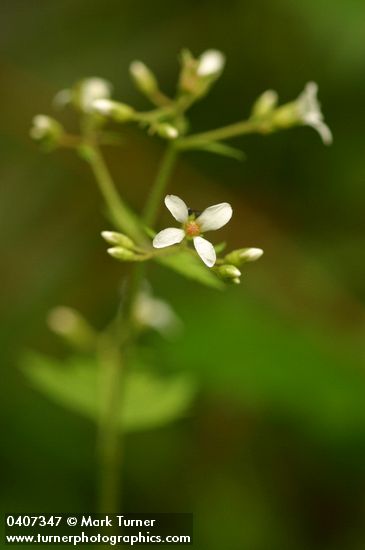 Boykinia occidentalis (B. elata)