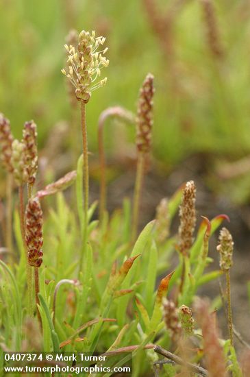 Plantago coronopus