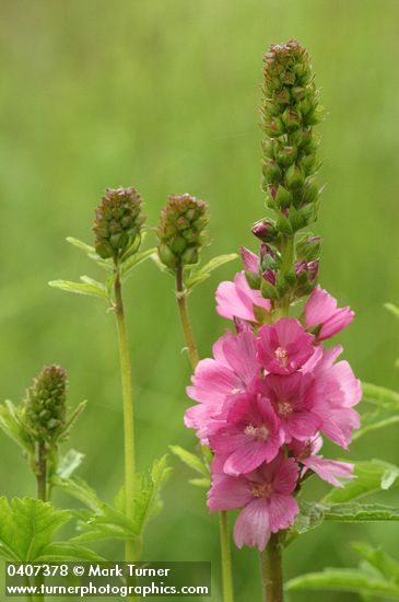 Sidalcea hendersonii