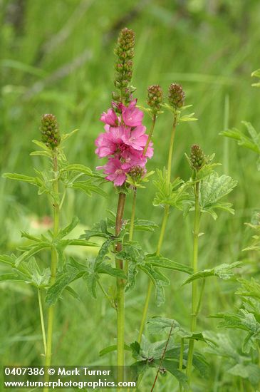 Sidalcea hendersonii