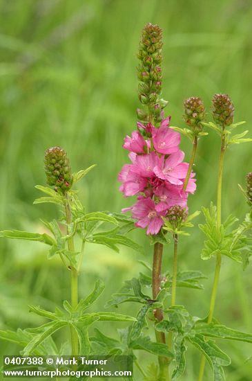 Sidalcea hendersonii