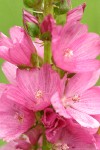 Henderson's Checker Mallow blossoms detail