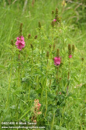 Sidalcea hendersonii