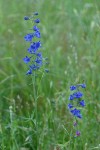Nuttall's Larkspur