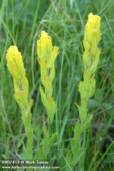 Castilleja levisecta