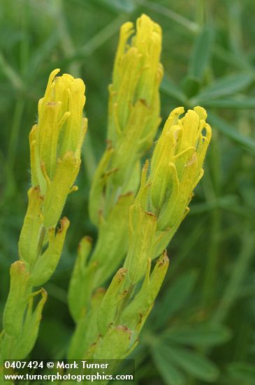 Castilleja levisecta