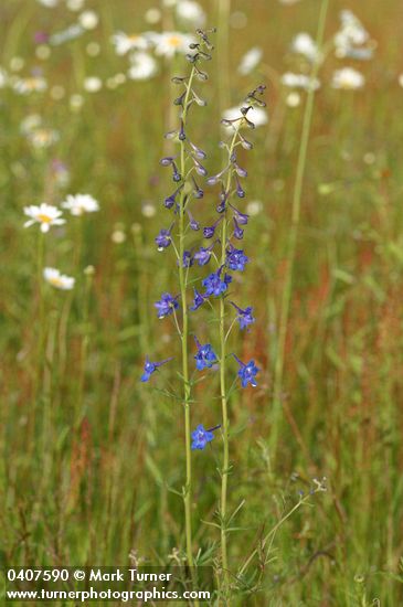 Delphinium nuttallii