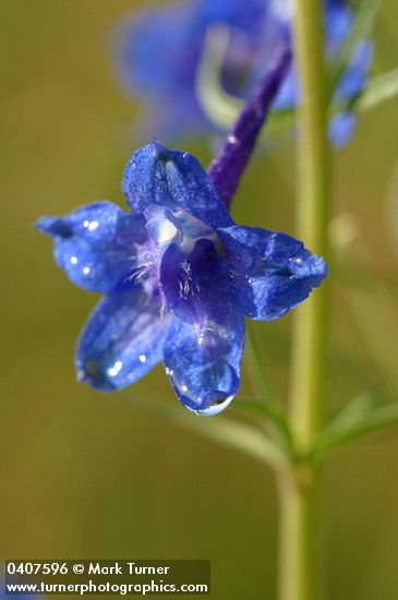 Delphinium nuttallii