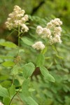 Pyramid Spiraea