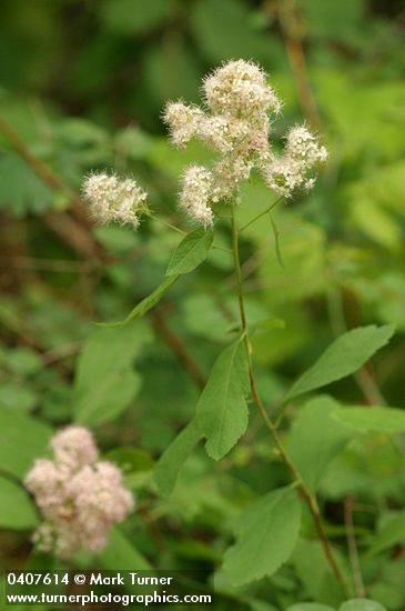 Spiraea ×pyramidata