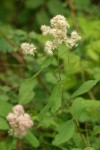 Pyramid Spiraea