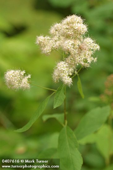Spiraea ×pyramidata