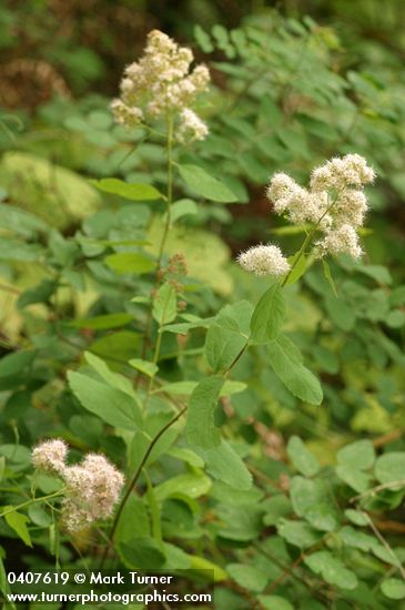 Spiraea ×pyramidata