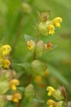 Yellow Rattle