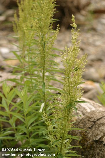 Artemisia suksdorfii