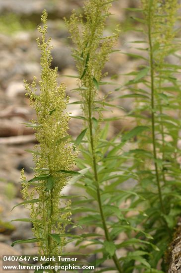 Artemisia suksdorfii