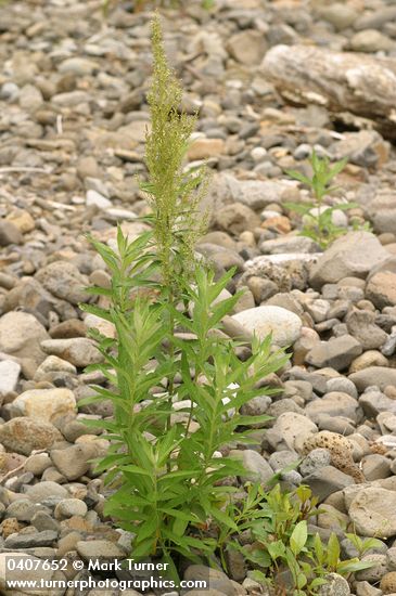 Artemisia suksdorfii