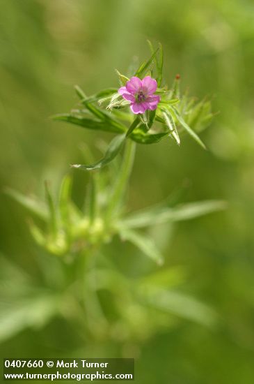 Geranium dissectum