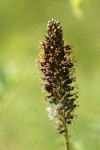 Western False Indigo blossoms detail