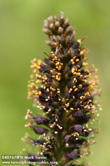 Amorpha fruticosa