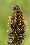 Western False Indigo blossoms detail
