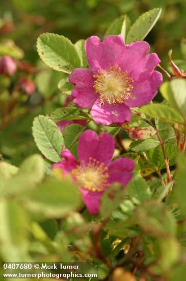 Rosa pisocarpa
