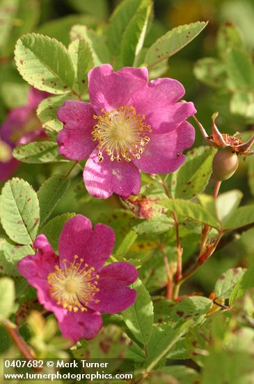 Rosa pisocarpa