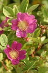 Clustered Wild Rose blossoms & foliage