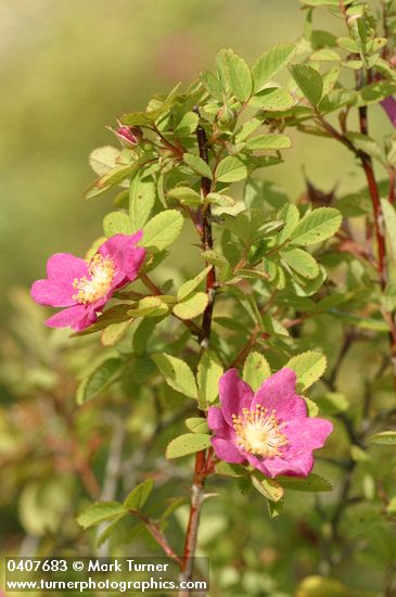Rosa pisocarpa