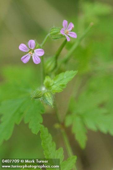 Geranium robertianum