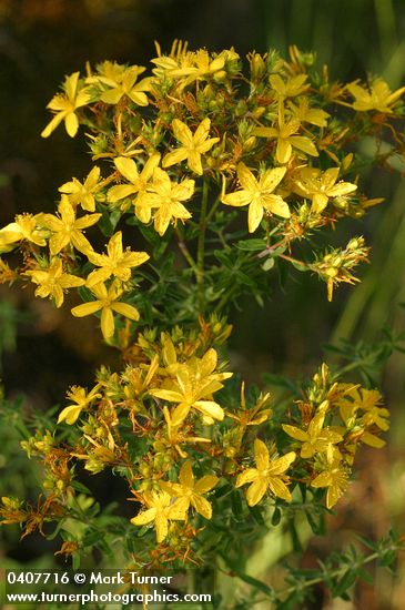 Hypericum perforatum