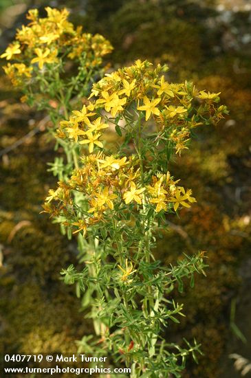 Hypericum perforatum