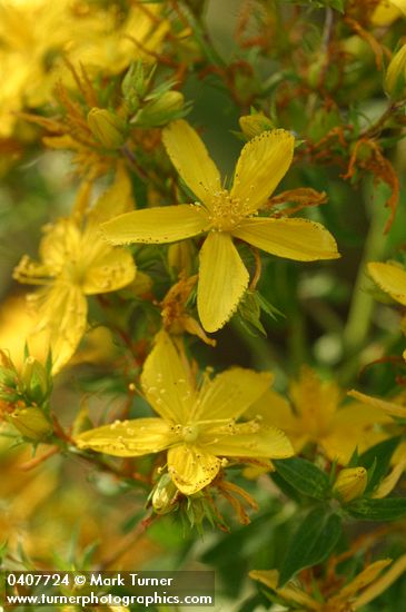 Hypericum perforatum