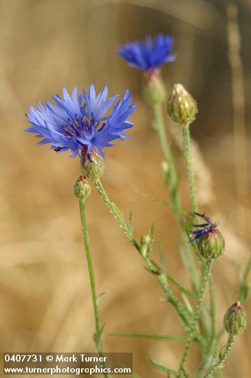 Centaurea cyanus