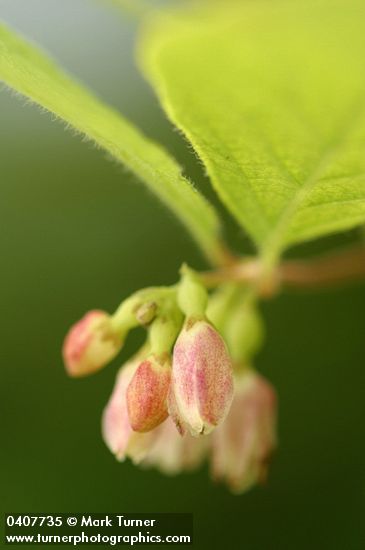 Symphoricarpos hesperius
