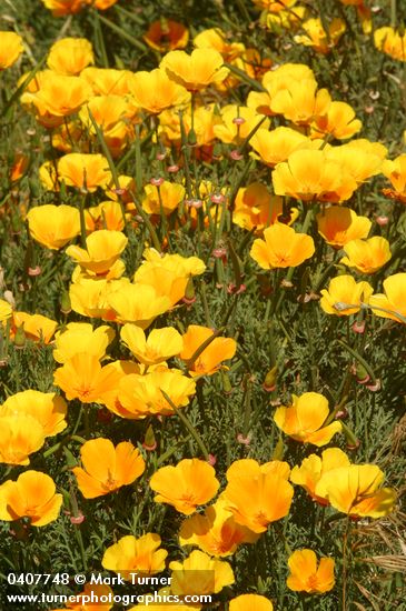 Eschscholzia californica