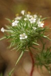 Needle-leaved Navarretia