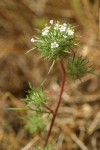 Needle-leaved Navarretia