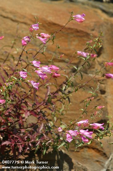 Penstemon richardsonii