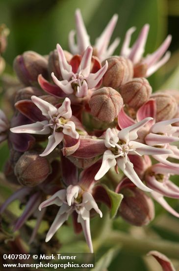 Asclepias speciosa