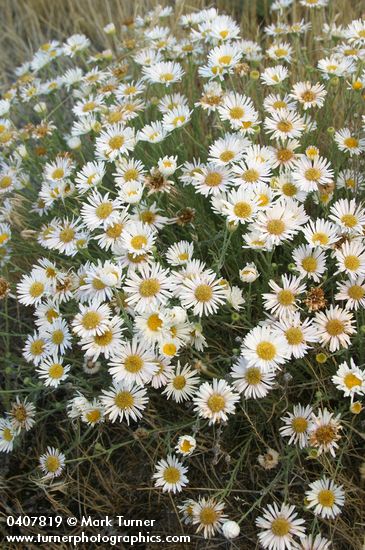 Erigeron divergens