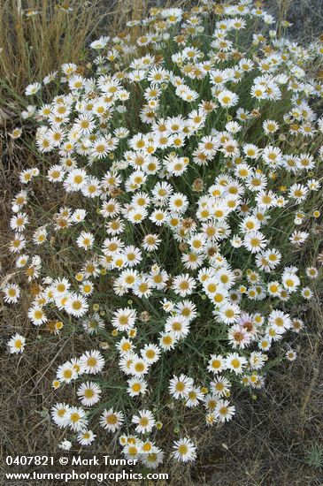 Erigeron divergens
